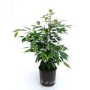 Ficus benjamina Anastasia Tuff 25-30cm  ( Ø 13/12 )