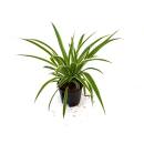 Chlorophytum comosum Henry  Ø 13/12