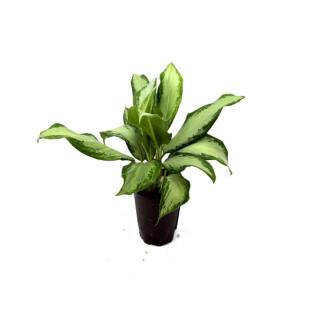 Aglaonema commutatum  Cleopatra  Ø 15-19  50-60 - Kolbenfaden
