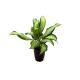Aglaonema commutatum  Cleopatra  Ø 15-19  50-60 - Kolbenfaden