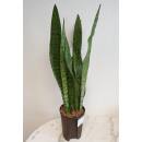 Sansevieria trifasciata Zeylanica  Ø 15/19 ( 80-100 )