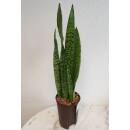 Sansevieria trifasciata Zeylanica  Ø 15/19 ( 80-100 )