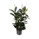 Ficus elastica 3er Tuff 100-120, 25-19 - Gummibaum