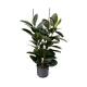 Ficus elastica Abidjan 3er Tuff 100-120, 25-19 - Gummibaum
