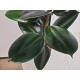 Ficus elastica Abidjan 3er Tuff 100-120, 25-19 - Gummibaum