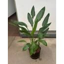 Strelitzia reginae - Paradiesvogelblume 3er pp  80-100 (...