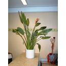 Strelitzia reginae - Paradiesvogelblume 3er pp  80-100 (...