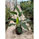 Strelitzia nicolai - Paradiesvogelblume 3er pp  80-100 (...