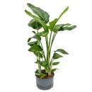 Strelitzia nicolai - Paradiesvogelblume 3er pp 100-120 (...