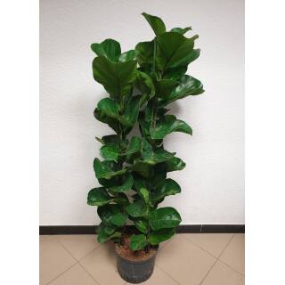 Ficus lyrata Tuff  ( Ø 18/19, 100- 120 cm)