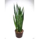 Sansevieria trifasciata Zeylanica  Ø 28/19 ( 80-100 )