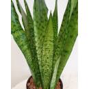 Sansevieria trifasciata Zeylanica  Ø 18/19 ( 60-80 )