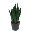Sansevieria trifasciata Zeylanica  Ø 22/19 ( 60-80 )