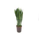 Sansevieria trifasciata Zeylanica  Ø 22/19 ( 60-80 )