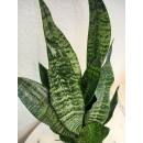 Sansevieria trifasciata Superba Green  Ø 15/19,...