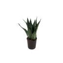 Sansevieria trifasciata Superba Green  Ø 18/19,...