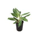 Aglaonema commutatum Madonna  Ø 18-19  40-50 -...