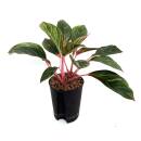 Aglaonema commutatum Princess rotlaubig  Ø 15-19...