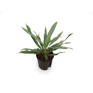 Aglaonema commutatum Silver Lance  Ø 13/12 2pp - Kolbenfaden #1