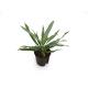 Aglaonema commutatum Silver Lance  Ø 13/12 2pp - Kolbenfaden #1