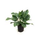 Aglaonema commutatum Horizon 40/50cm  Ø 18-19...