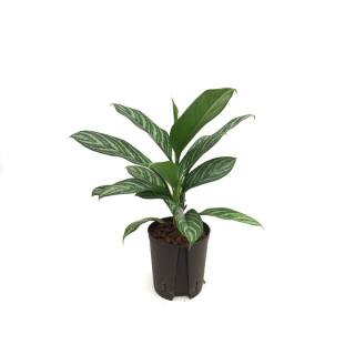Aglaonema commutatum Stripes Ø 18-19  40-60 - Kolbenfaden