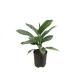 Aglaonema commutatum Stripes Ø 18-19  40-60 - Kolbenfaden